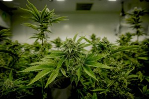 
                    Казахстан обозначил четкую позицию по марихуане
                