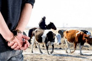 Почти на четверть уменьшилось количество краж скота в Алматинской области