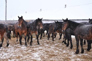 Новый тип казахской породы лошадей выводят в области Абай