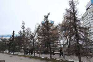 Порядка двух тысяч крупномеров высадят в общественных пространствах Алматы