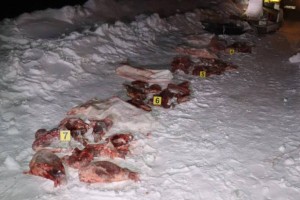В Костанайской области задержан браконьер с тушами косуль
