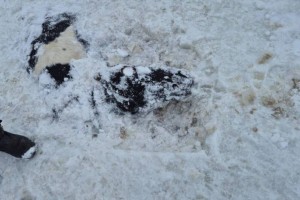 
                    Около 50 лошадей утонули в ледяной воде в Карагандинской области
                