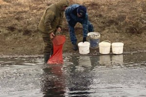 В Жайык-Каспийском бассейне предотвращена гибель мальков рыб