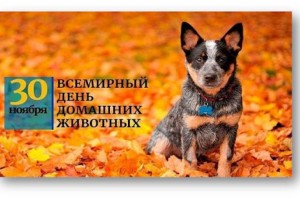 
                    День домашних животных и защиты информации празднуется в мире
                