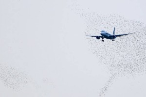 
                    Пассажирский самолет столкнулся с крупной стаей птиц в Атырау
                