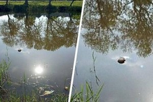 
                    Озвучены результаты проверки озера Пархач в Алматы
                