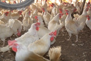 
                    В Костанайской области строят птицефабрику и комбикормовый завод
                