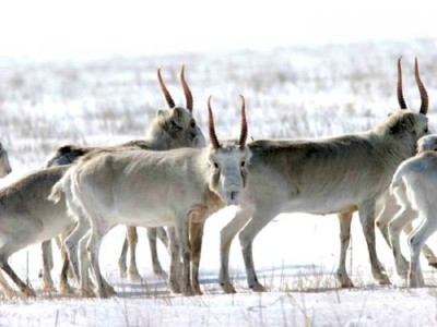 
                    Одомашнивать сайгаков хотят в Казахстане
                