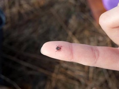 
                    Чем опасны укусы клещей, рассказали в Минздраве
                