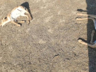 
                    В ЗКО на берегу реки обнаружено около 150 трупов погибших сайгаков
                