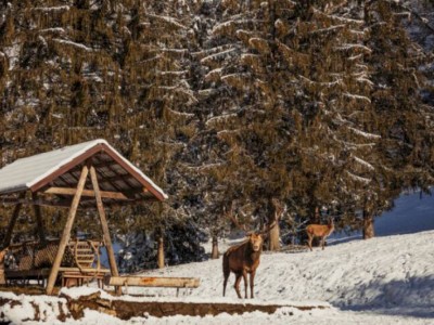 
                    В горах Заилийского Алатау установлены кормушки для диких животных
                