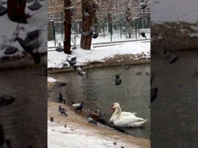 
                    Армия «халявщиков» оккупировала Алматинский зоопарк
                
