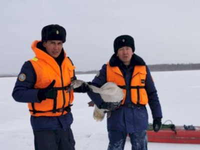 
                    Казахстанские спасатели помогли замерзающим на озере вблизи Петропавловска лебедям
                