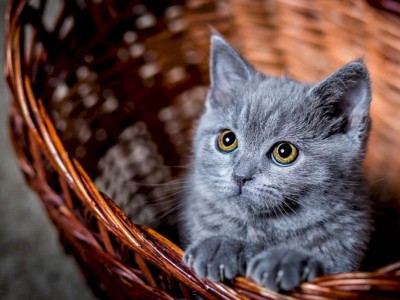 
                    Акция для любителей кошек проходит в Алматы
                