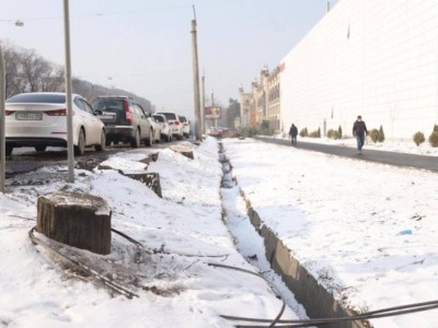 
                    В управлении зеленой экономики высказались о спиленных деревьях в Алматы
                