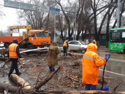 
                    В Алматы зафиксировано 19 случаев падения деревьев
                