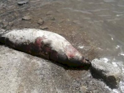 
                    Причину гибели почти ста тюленей в Мангистауской области так и не выяснили
                