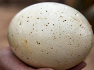 
                    Ученые обнаружили соцсеть возрастом 50 тысяч лет
                