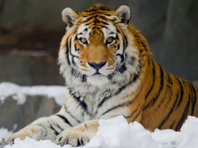 
                    Двух найденных на штрафстоянке в Нур-Султане амурских тигров перевели в Алматинский зоопарк
                