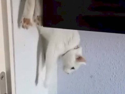 
                    Видео с кошкой, оригинально спускающейся со шкафа, набирает популярность в соцсетях
                