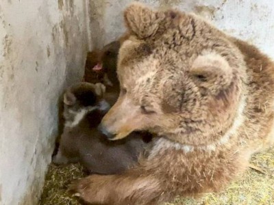 
                    В Алматинском зоопарке медведица два месяца прятала новорожденных медвежат
                