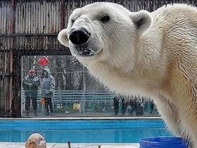 
                    В зоопарке Алматы усыпили белого медведя
                