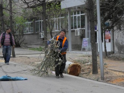 
                    В Алматы началось досудебное расследование по факту незаконной вырубки деревьев
                