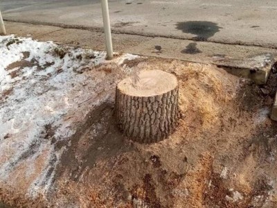 
                    Акимат Алматы озвучил итоги проверки по факту вырубки деревьев на Толе Би
                