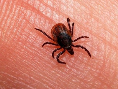 
                    В Алматы и окрестностях максимальный пик активности клещей приходится на май-июнь
                