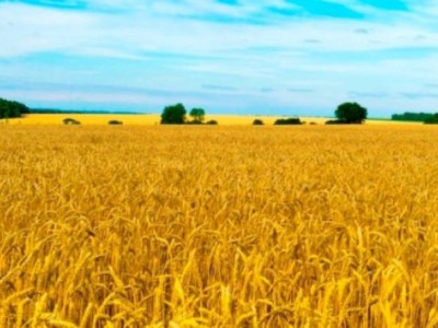 
                    Как фермеры Украины переживают войну
                