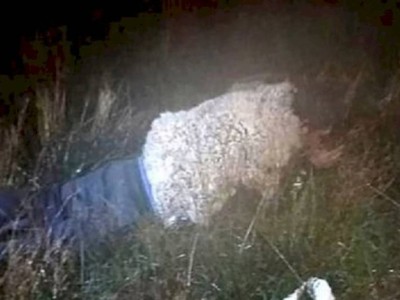 
                    Преступник пытался бежать из тюрьмы, притворившись овцой
                