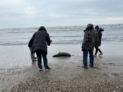 
                    У погибших на побережье Каспийского моря тюленей не обнаружили птичий грипп
                