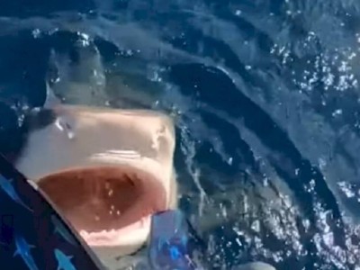 
                    Видео с девушкой, едва не нырнувшей в пасть акуле, обсуждают в сети
                