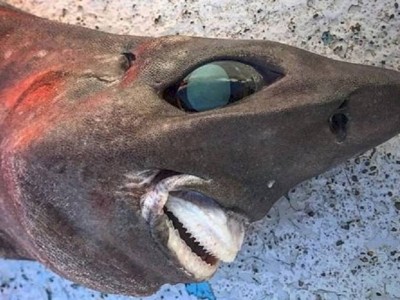 
                    Ночной кошмар: акулу необычного вида, пойманную рыбаком, горячо обсуждают в сети
                