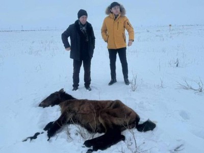 
                    Падеж лошадей в Улытауской области: все погибшие животные не были идентифицированы
                