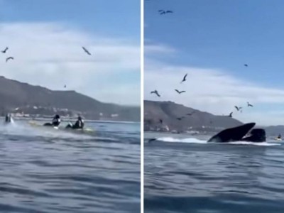
                    Видео с горбатым китом, проглотившим двух женщин, шокировало зрителей
                