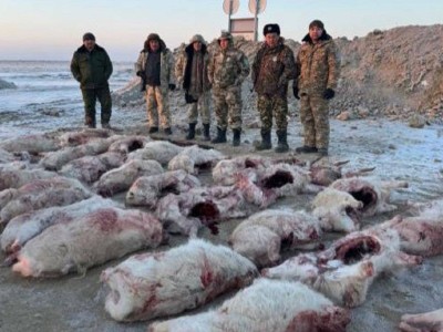 
                    Браконьеров задержали в Кызылординской области
                