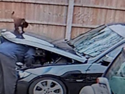 
                    Видео с кошкой, отомстившей хозяину за равнодушие, развеселило пользователей Сети
                