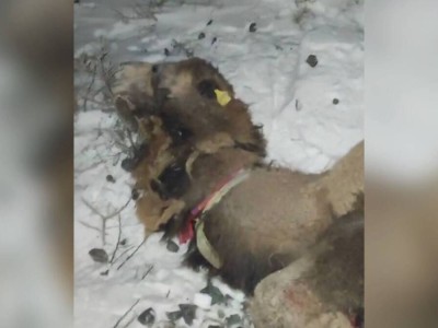 
                    Верблюды попали под поезд в Атырауской области
                