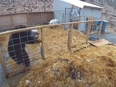 
                    Видео с домашними свиньями, давшими отпор медведю, набирает популярность в соцсетях
                