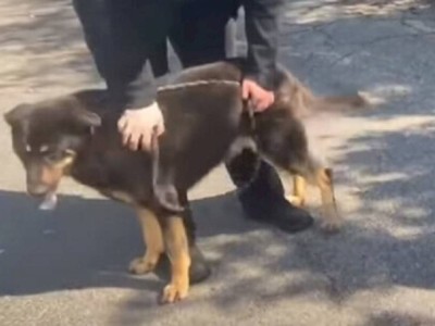
                    Хозяева сдали пса в приют для животных из-за его сексуальной ориентации
                