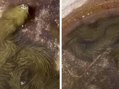 
                    Видео со странной пушистой змеей обсуждают в соцсетях
                