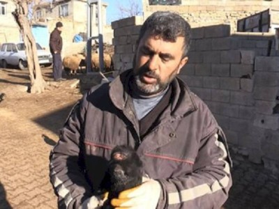 
                    Забрать себе жуткого козленка-мутанта просит представителей власти фермер
                