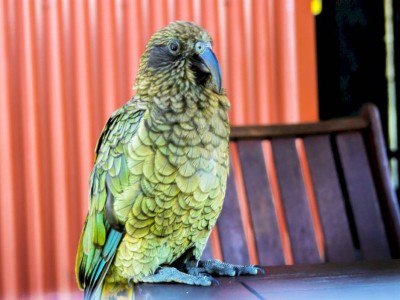 
                    Видеоролик, случайно снятый попугаем-воришкой, набирает популярность в соцсетях
                