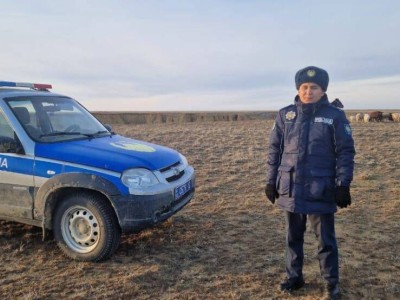 
                    800 пропавших овец на 35 млн тенге нашли костанайские полицейские
                