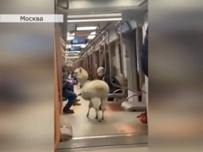 
                    Видео с альпакой в московском метро удивило и развеселило зрителей
                