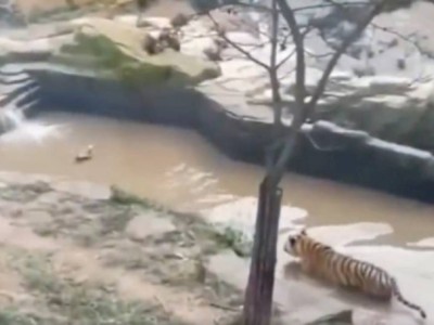 
                    Видео с хитрой уткой, обманувшей тигра, стало вирусным в сети
                