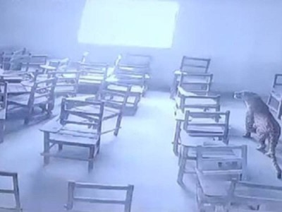 
                    Леопард напал на студента прямо в здании колледжа в Индии – видео
                