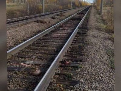
                    20 овец попали под грузовой поезд в СКО
                