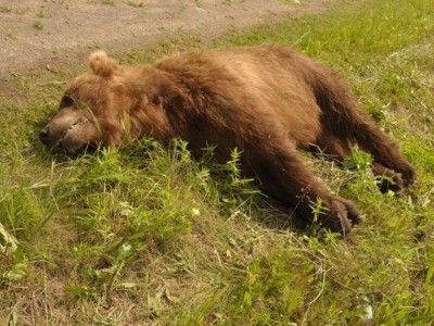 
                    Браконьер убил медведя на востоке Казахстана
                
